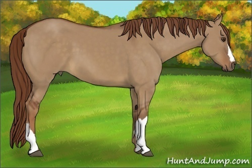 Horse Color:Red Dun 