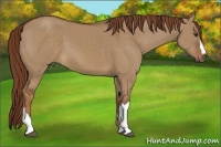 Horse Color:Red Dun