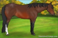 Horse Color:Bay 