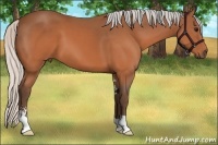 Horse Color:Silver Brown Sabino 