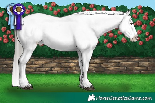 Horse Color:White Spotted Liver Chestnut Mushroom Sabino Appaloosa 
