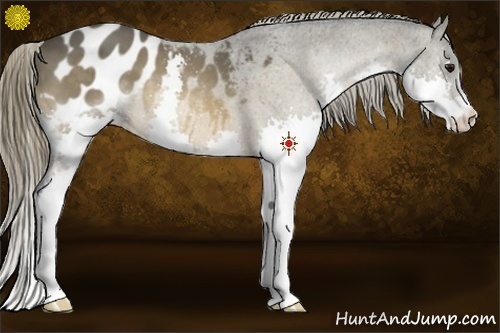 Horse Color:Buckskin Splash Appaloosa 