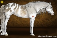 Horse Color:Buckskin Splash Appaloosa 