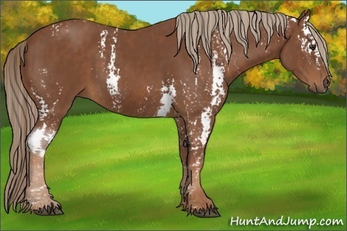 Horse Color:White Spotted Chestnut Sabino Brindle
