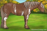 Horse Color:White Spotted Chestnut Sabino Brindle