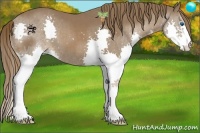 Horse Color:Liver Chestnut Splash 