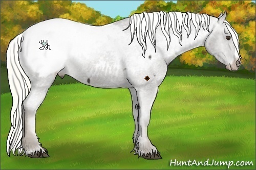 Horse Color:Liver Chestnut Appaloosa 