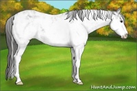 Horse Color:Liver Chestnut Ice Sabino Varnish 