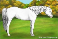 Horse Color:Bay Sabino Splash Tobiano 