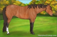 Horse Color:Bay  Brindle