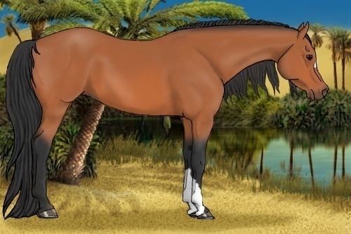 Horse Color:Bay 