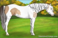 Horse Color:Amber Champagne Splash Tobiano