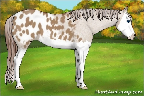 Horse Color:Red Dun Splash Appaloosa