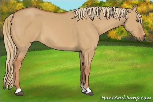 Horse Color:Unknown 