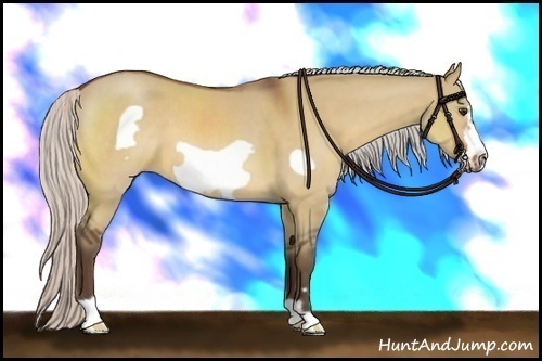 Horse Color:Silver Bay Dun Frame