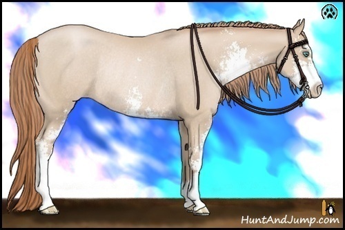 Horse Color:Smoky Black Pearl Sabino Rabicano