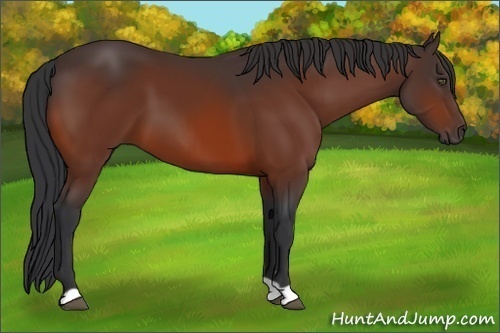 Horse Color:Bay 