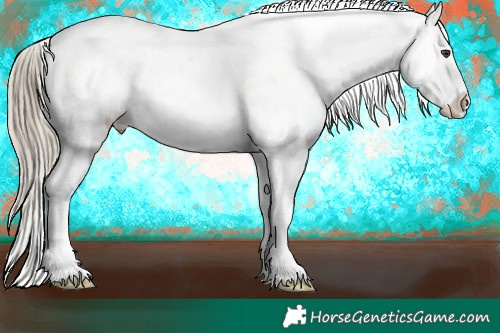 Horse Color:Liver Chestnut Appaloosa 