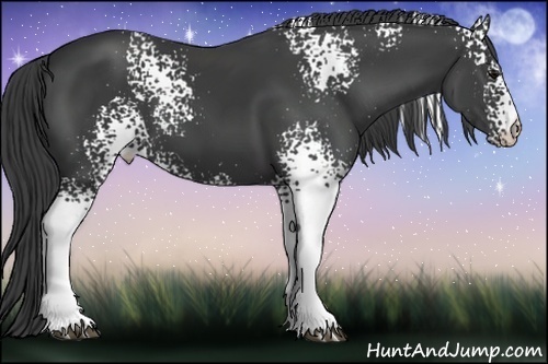 Horse Color:White Spotted Smoky Black 