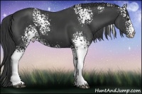 Horse Color:White Spotted Smoky Black