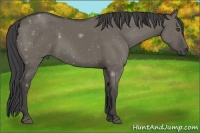 Horse Color:Smoky Grullo 
