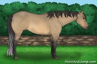 Horse Color:Buckskin Dun 