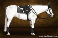 Horse Color:White Spotted Black Pearl Tobiano 