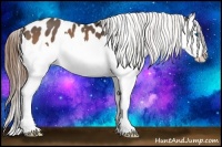 Horse Color:Buckskin Splash Near Leopard 