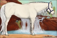 Horse Color:Silver Perlino Dun