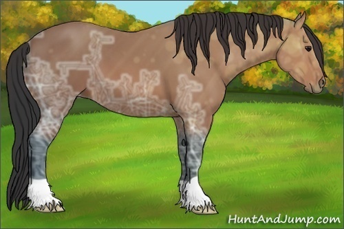 Horse Color:Bay Ice 