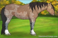 Horse Color:Bay Ice 