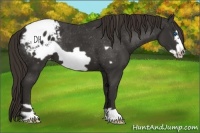 Horse Color:Liver Chestnut Frame Appaloosa