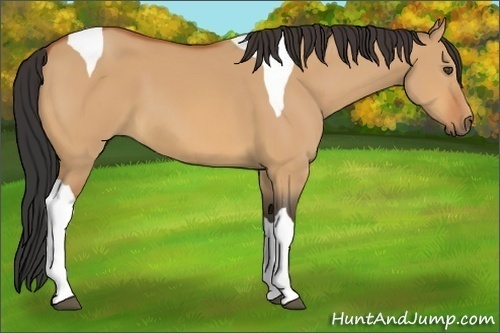 Horse Color:Unknown 