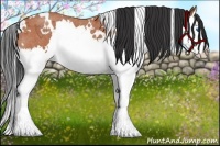 Horse Color:White Spotted Bay Roan Splash