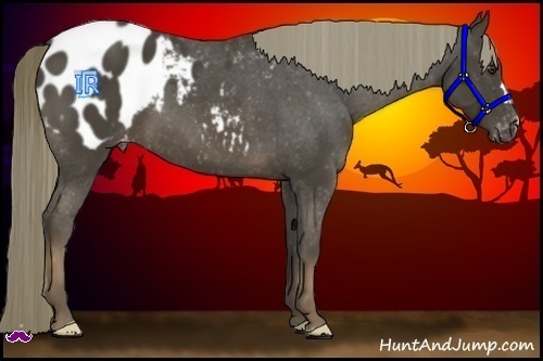 Horse Color:Liver Chestnut Appaloosa 