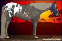 Horse Color:Liver Chestnut Appaloosa