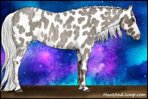 Horse Color:Liver Red Roan Appaloosa 