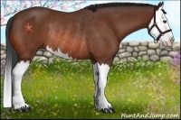 Horse Color:Bay Splash Rabicano