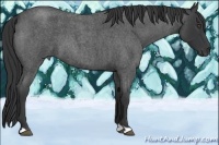 Horse Color:Blue Roan 