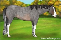 Horse Color:Buckskin Roan Splash Rabicano