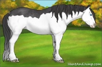 Horse Color:Smoky Black Splash Rabicano