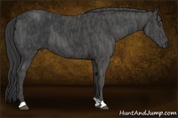 Horse Color:Black  Brindle