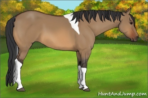Horse Color:Bay Dun Tobiano