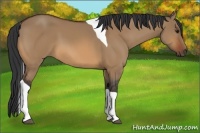Horse Color:Bay Dun Tobiano 