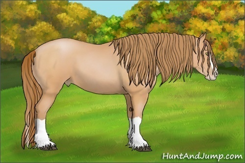 Horse Color:Bay Pearl Splash