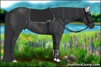 Horse Color:Black  Brindle