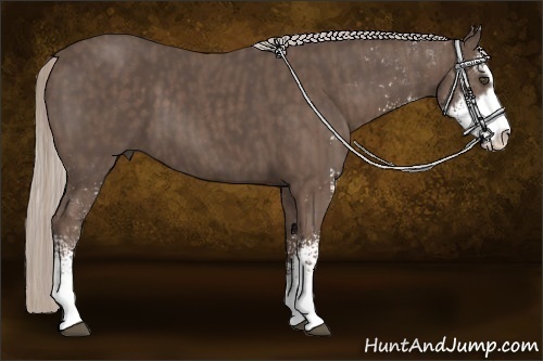 Horse Color:Silver Black Sabino  Brindle