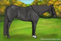 Horse Color:Black  Brindle