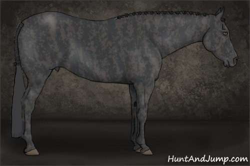 Horse Color:Black  Brindle
