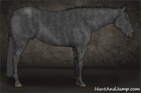 Horse Color:Black  Brindle